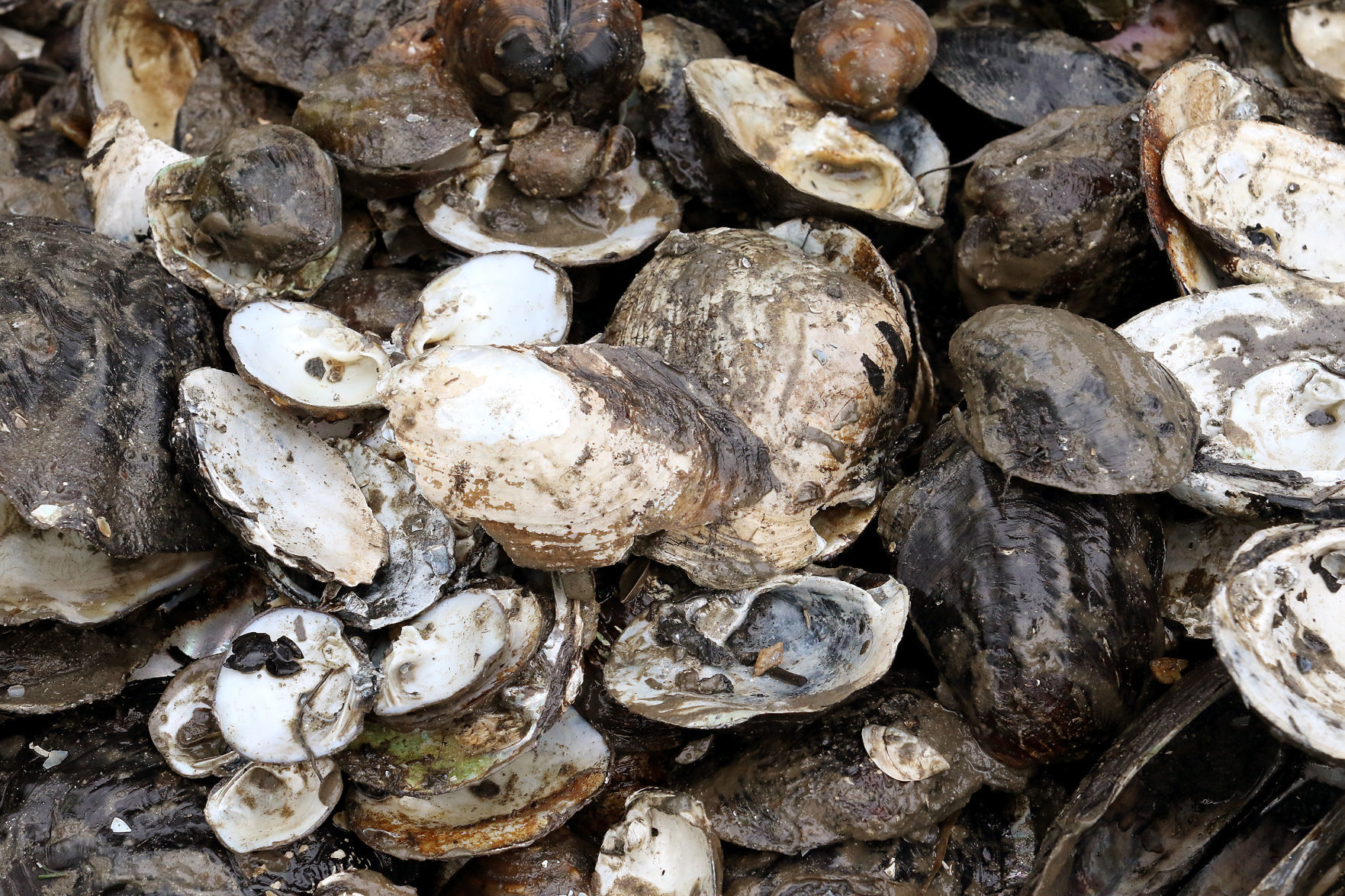 080216-Mussel-Relocation-011